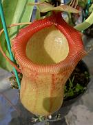 Nepenthes ventricosa x sibuyanensis 4